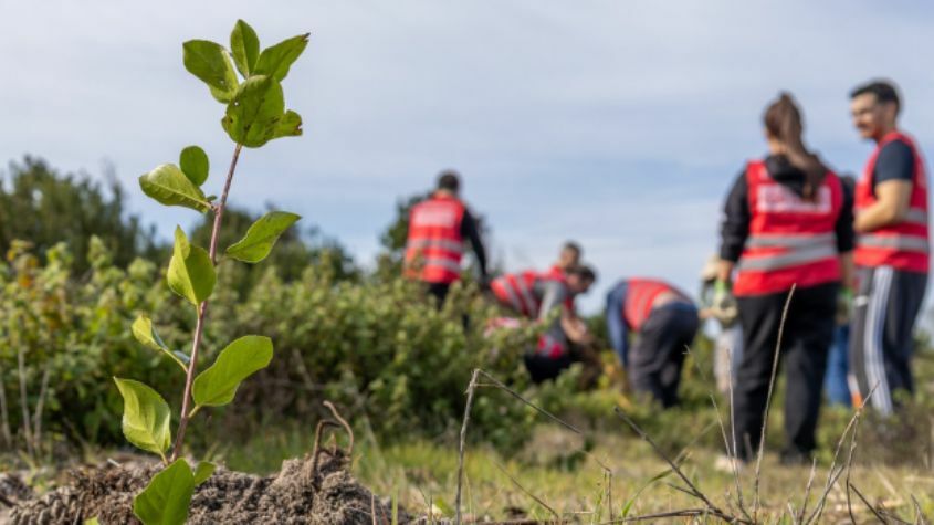 Atividade reflorestação perto da praia
