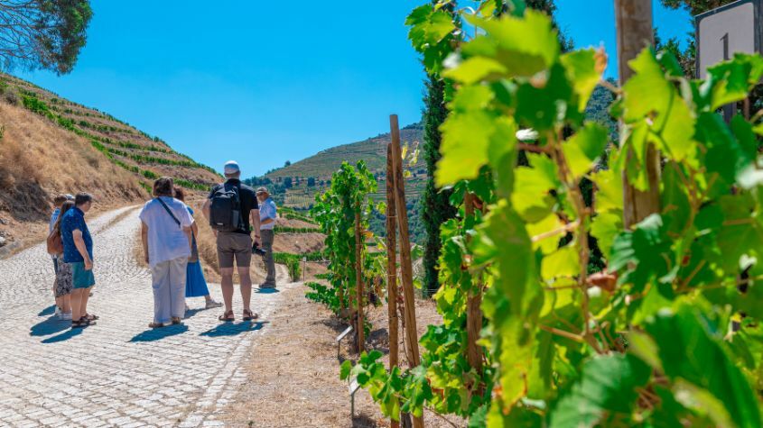 Turistas em visita nas vinhas do Douro