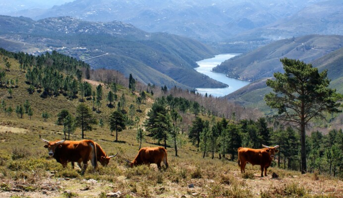 Private Tour to Gerês - Living Private Tours