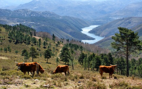 Tour Privado ao Gerês